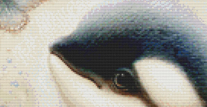 Orca coutned cross stitch pattern by Sassy E. Boutique (Digital Format)